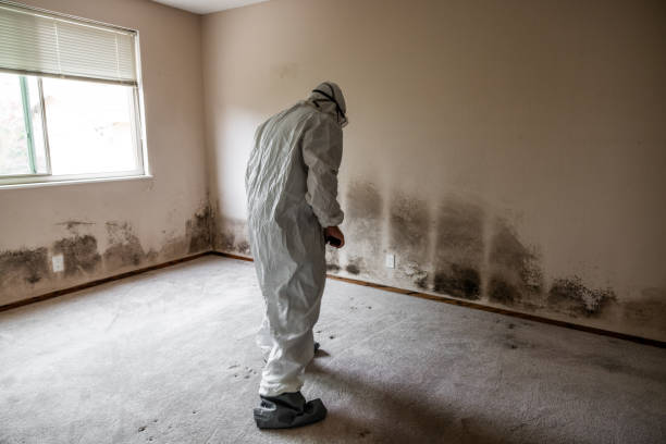 Biohazard Mold Removal in Oro Valley, AZ